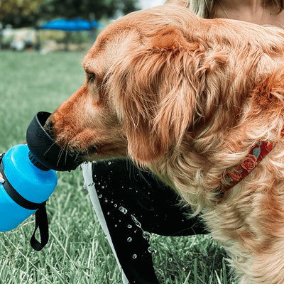 Botella de Agua para Mascota Outdoor